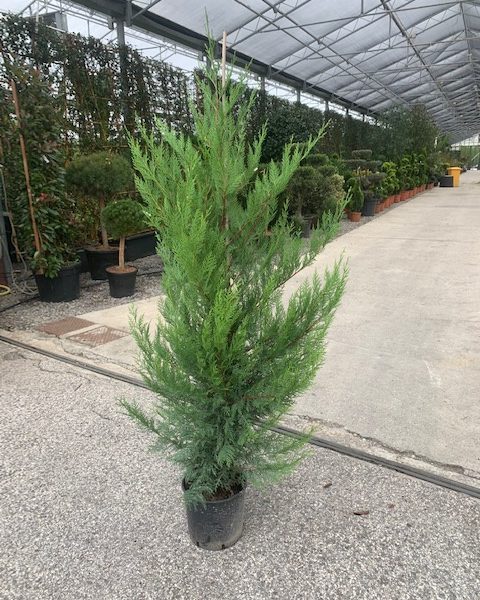Cupressocyparis leylandii (Lejlandova cipresa)