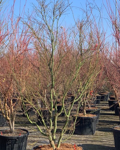 Acer palmatum (Pahljačasti javor)