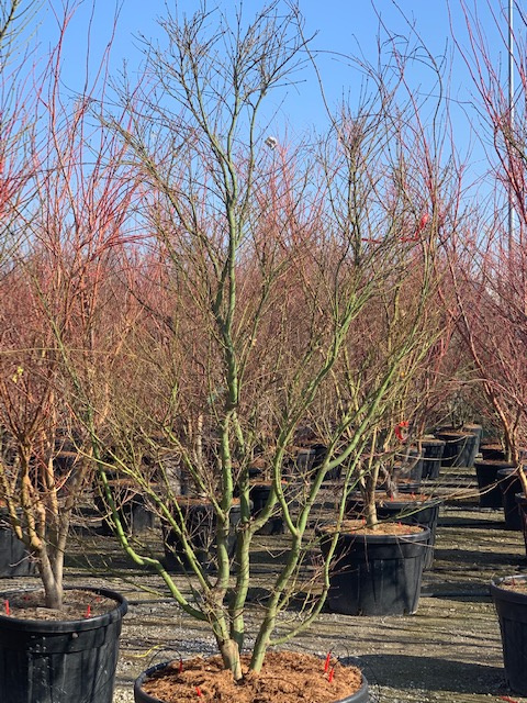 Acer palmatum (Pahljačasti javor)
