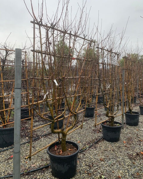 Malus communis 'GOLDEN DELICIOUS'
