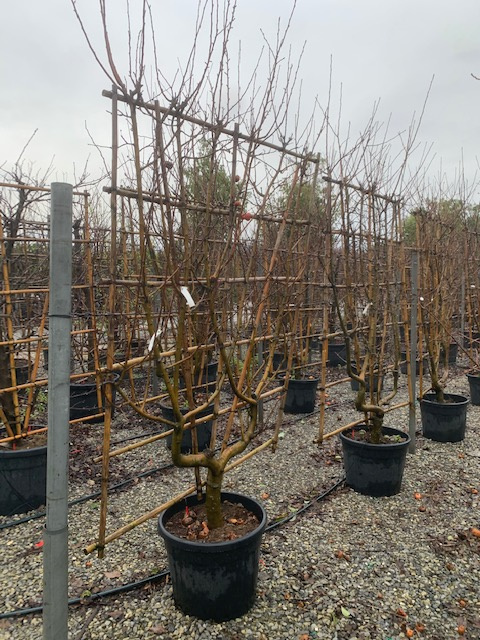 Malus communis 'GOLDEN DELICIOUS' Malus communis 'GOLDEN DELICIOUS' - slika 1