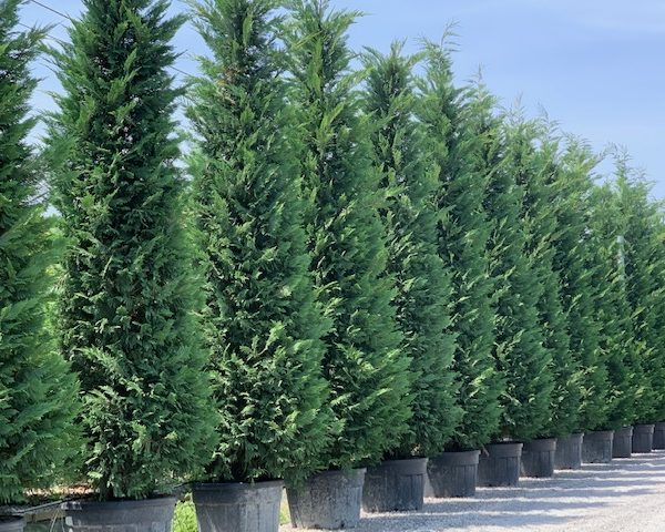 Cupressocyparis leylandii (Lejlandova cipresa)