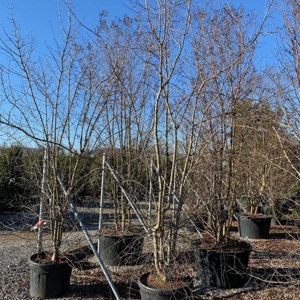 Acer buergerianum (Trizobi javor)