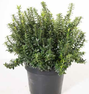 Euonymus japonicus 'PULCHELLUS'