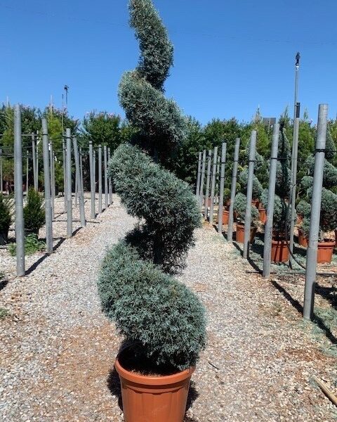 Cupressus arizonica 'FASTIGIATA'