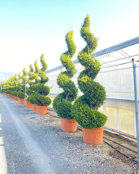 Cupressocyparis leylandii 'Castlew. Gold ' (Leylandova cipresa - SPIRAL)