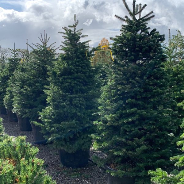 Abies nordmanniana (Kavkaška jelka)