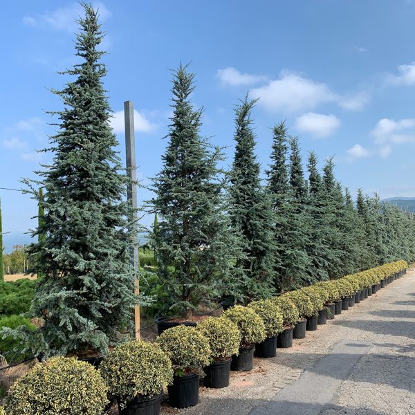 Cedrus atlantica 'Glauca' (Atlaška cedra)
