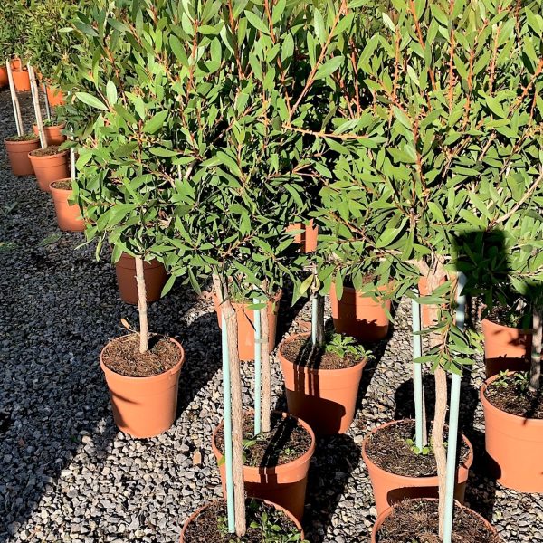 Callistemon citrinus 'Splendens'  (Ščetovka NA STEBLU)