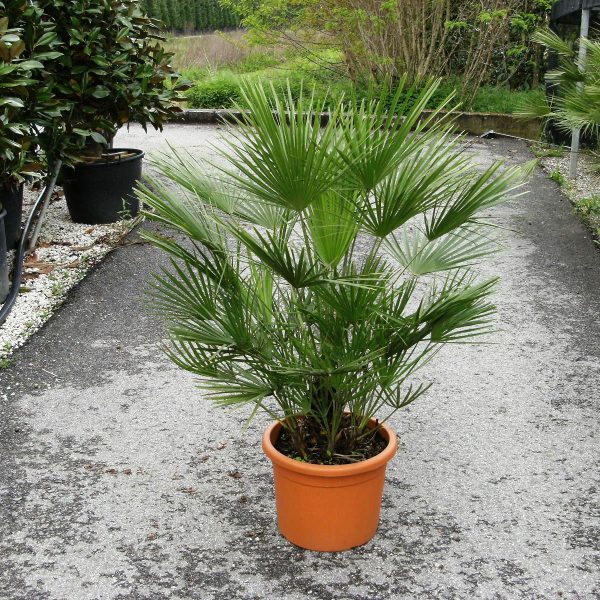 Chamaerops humilis (pritlikava bodičasta palma)
