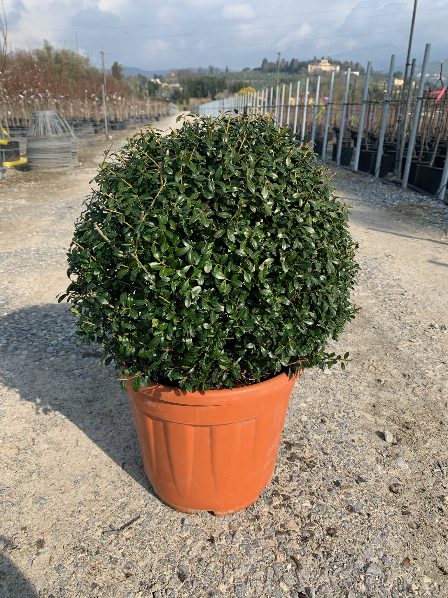 Ligustrum delavayanum Ligustrum delavayanum - slika 1