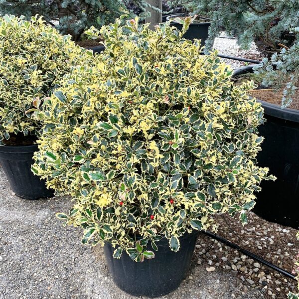 Ilex aquifolium 'ARGENTEOMARGINATA'
