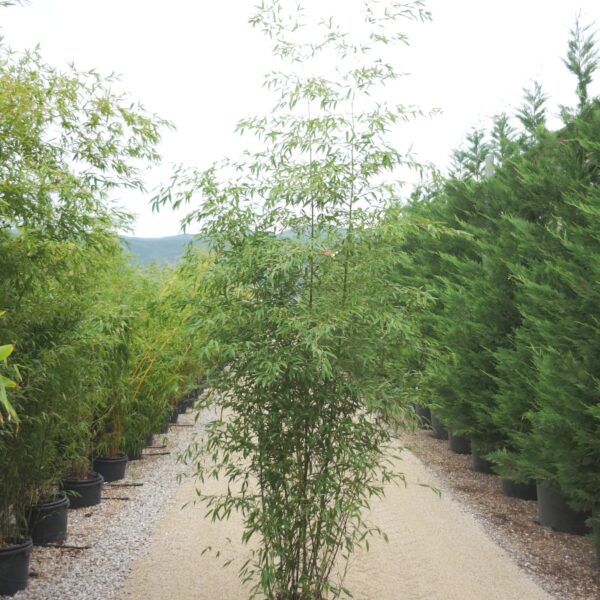 Bambusa phyllost 'AUREA'