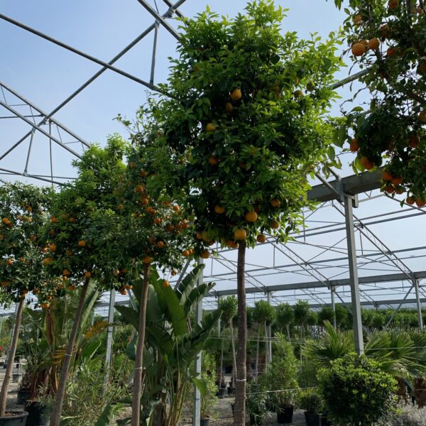 Citrus aurantifolia (Lime)