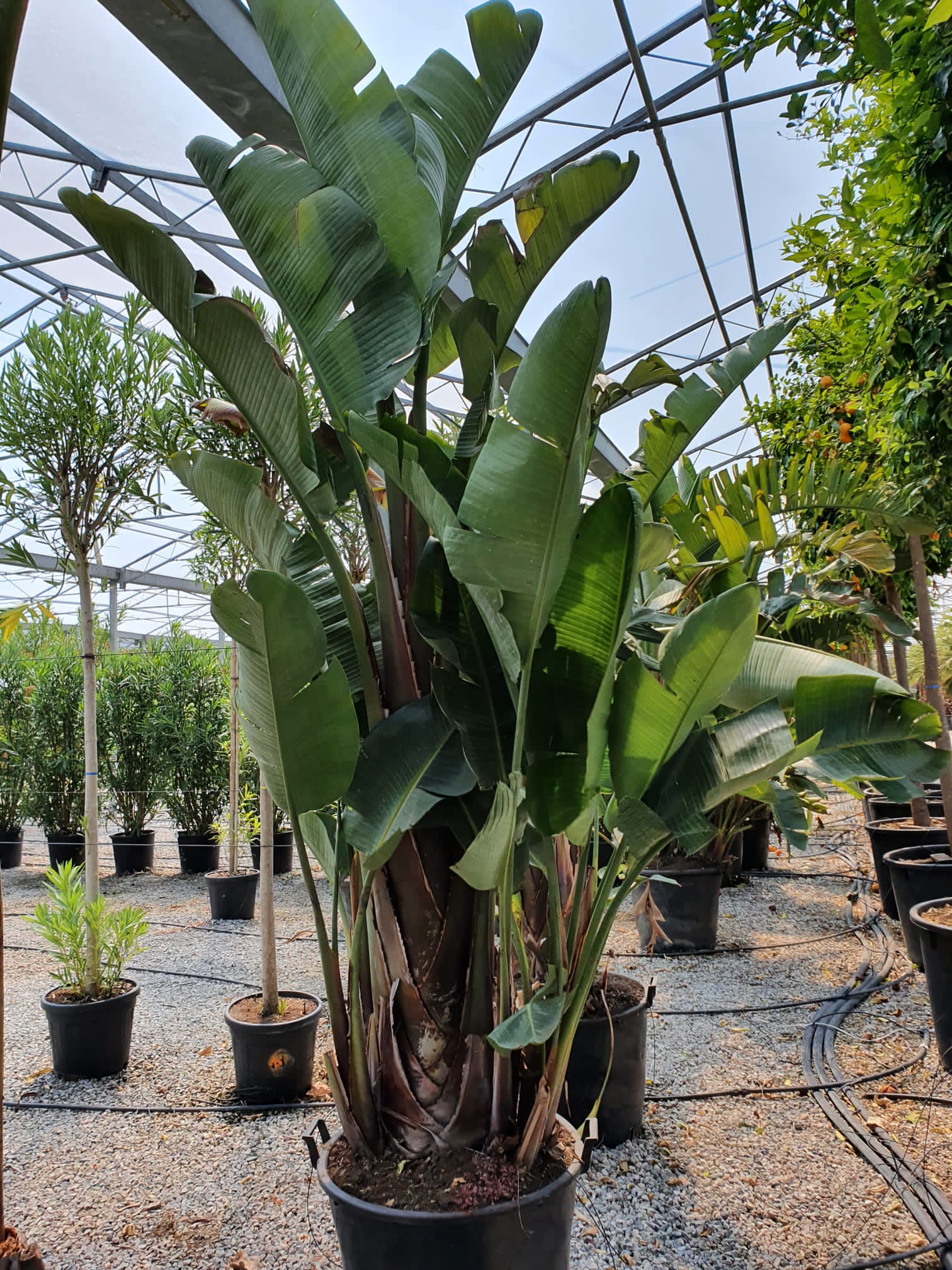 Strelitzia augusta Strelitzia augusta - slika 1