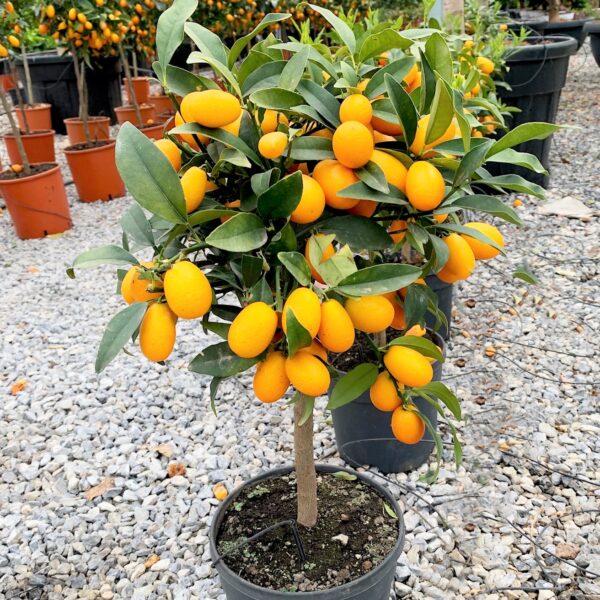 Citrus kumquat 'NAGAMI'