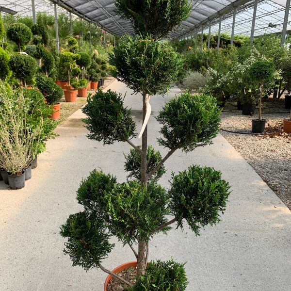Cupressocyparis leylandii 'Castle Gold´ (Leylandova cipresa, oblikovana)