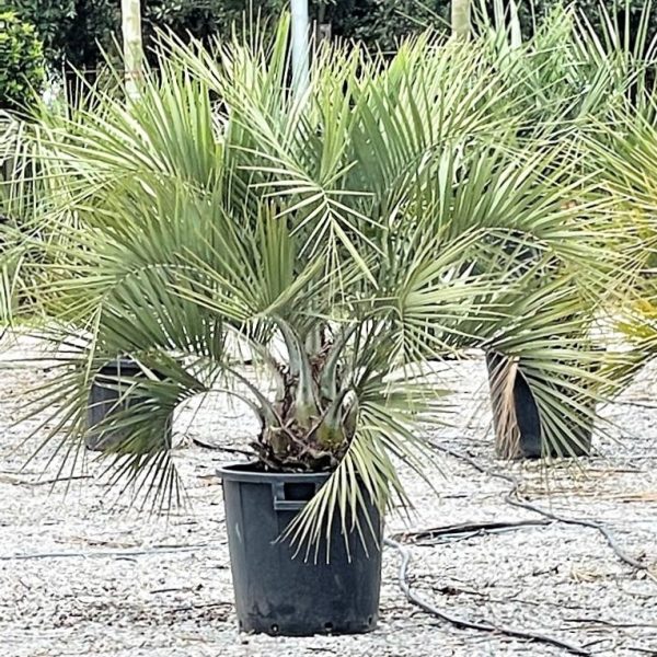 Butia capitata (Cocos australis)