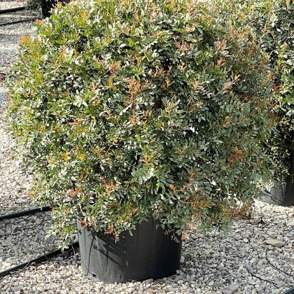 Pistacia lentiscus