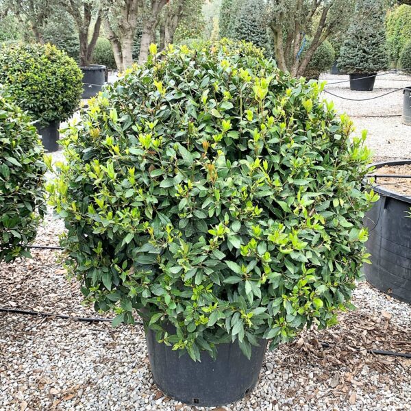 Laurus nobilis
