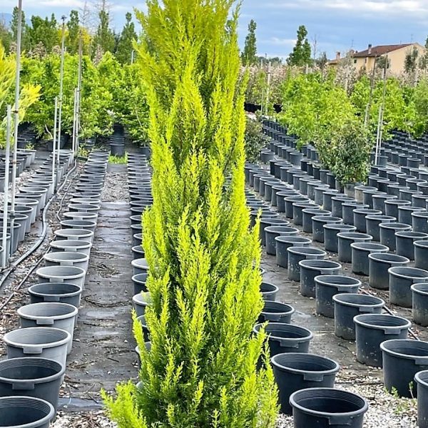 Cupressus macrocarpa 'Goldcrest' (Kalifornijska cipresa)