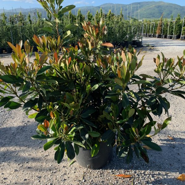 Eriobotrya 'Coppertone' (Japonska nešplja)