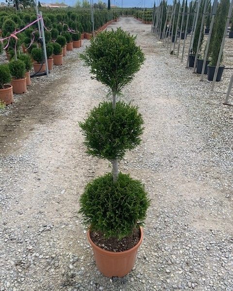 Cupressocyparis leylandii 2001 (Lejlandova cipresa)