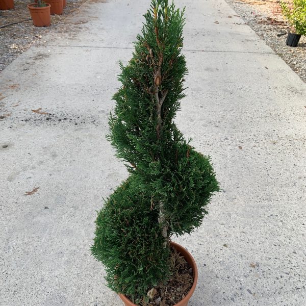 Cupressocyparis leylandii 2001 SPIRAL (Lejlandova cipresa)