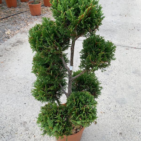 Cupressocyparis leylandii (Lejlandova cipresa)