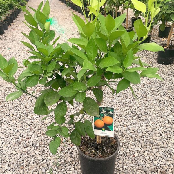 Citrus × SINENSIS