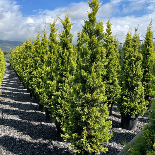 Cupressocyparis leylandii 'Gold Rider ' (Leylandova cipresa)