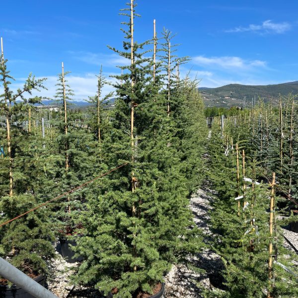 Cedrus atlantica (Atlaška cedra)