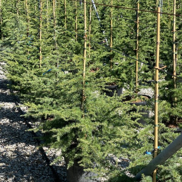 Cedrus atlantica (Atlaška cedra)