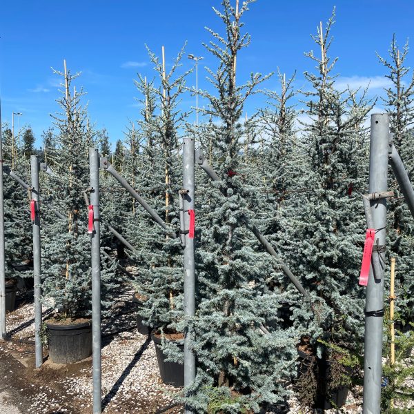 Cedrus atlantica 'Glauca' (Atlaška cedra)