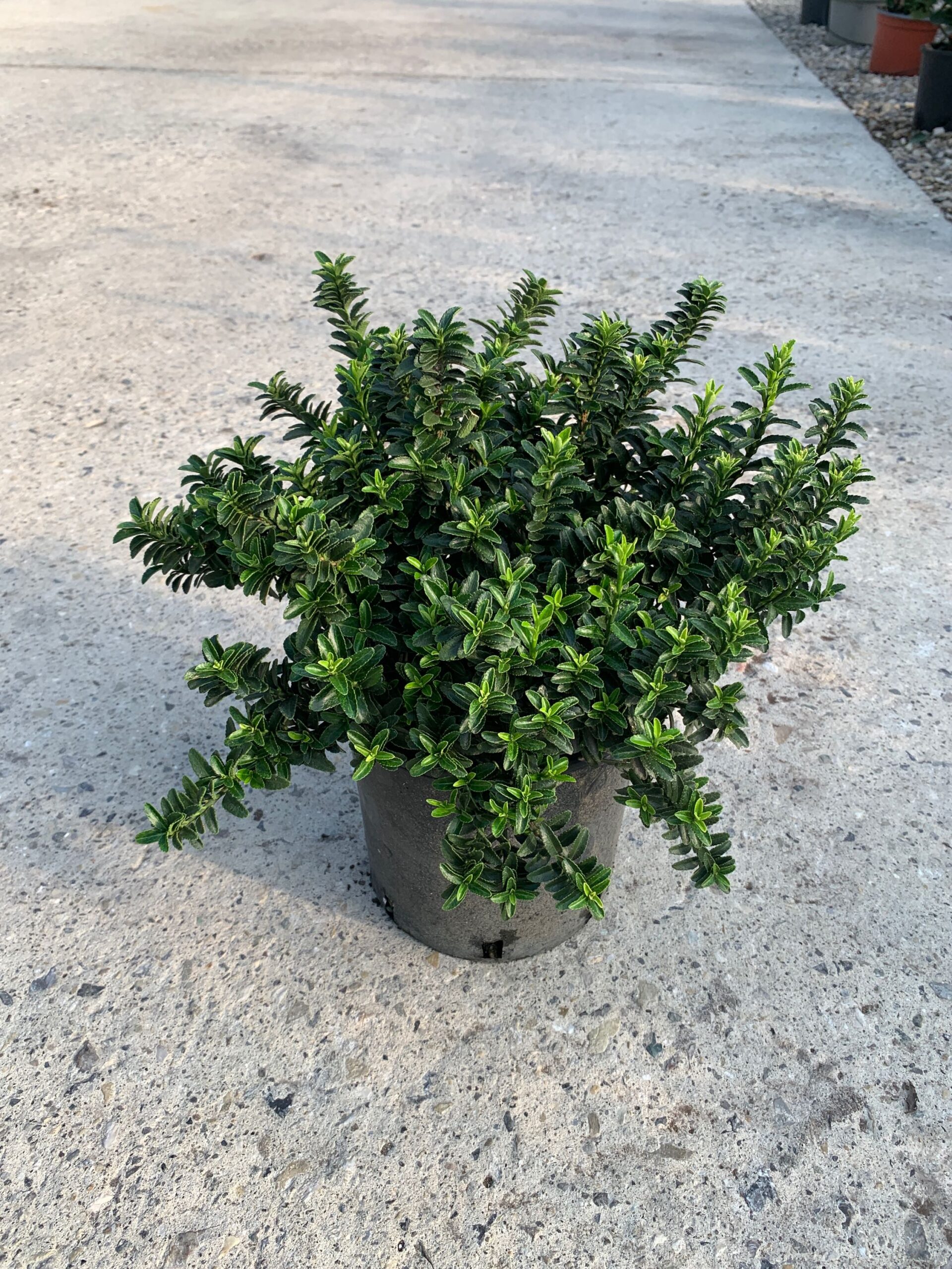 Euonymus japonicus 'PULCHELLUS' Euonymus japonicus 'PULCHELLUS' - slika 1