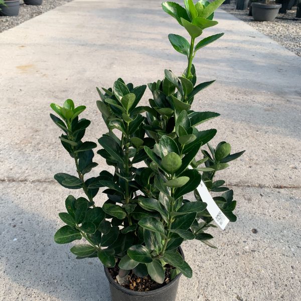 Euonymus japonicus (Japonski evonim)