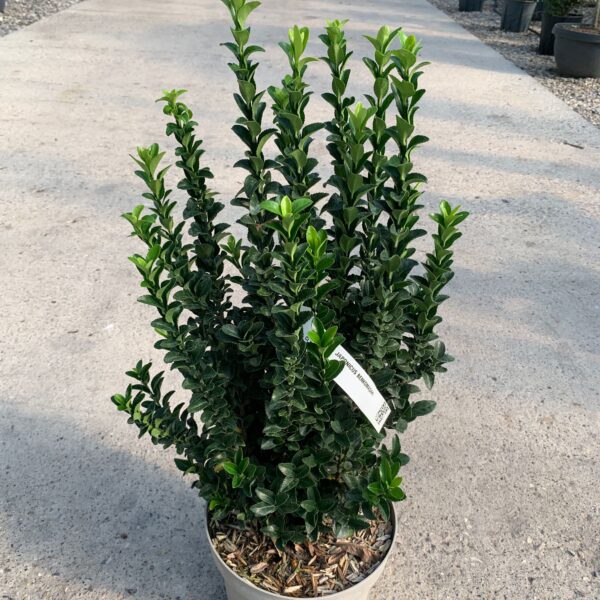 Euonymus jap. 'Benkomasaki' Japonska trdoleska