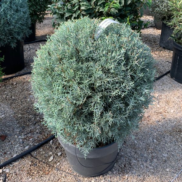 Cupressus arizonica 'Fastigiata' (Arizonska cipresa - Krogla)