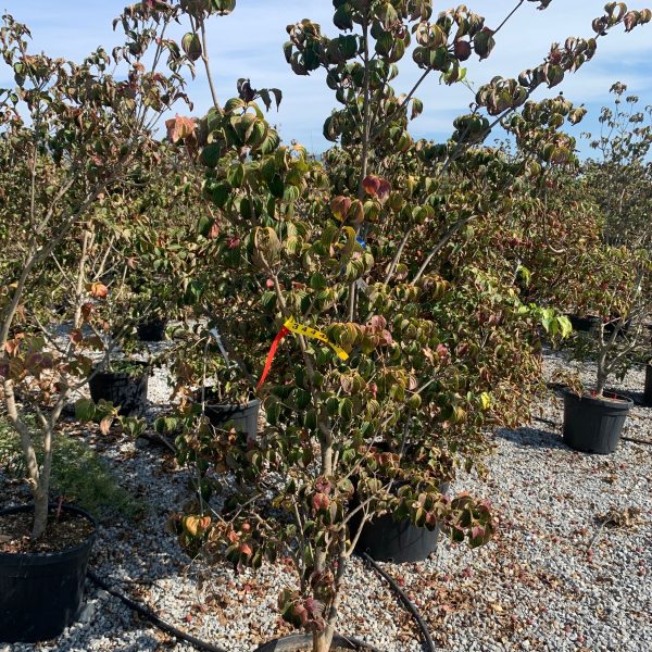 Cornus kousa 'Satomii' (Kornus)
