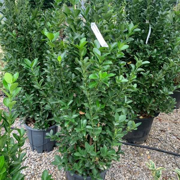 Euonymus japonicus (Japonski evonim)