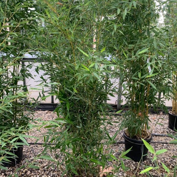 Bambusa phyllost 'BISSETII'