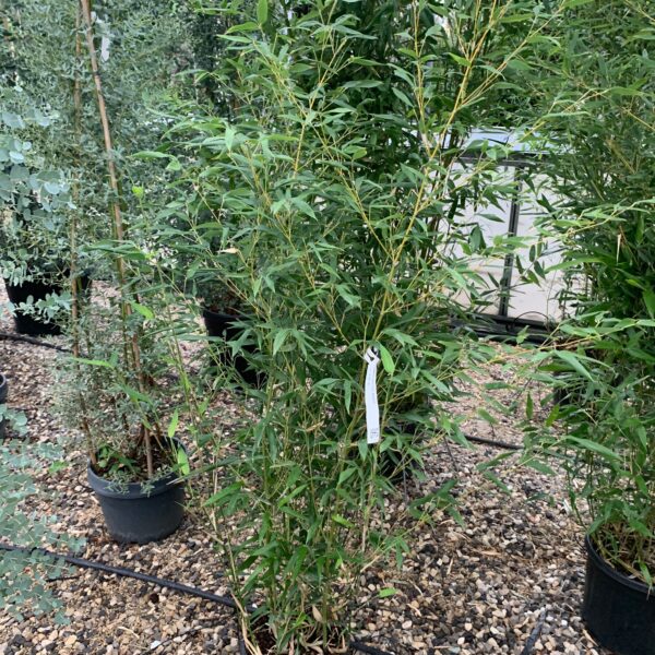 Bambusa phyllost 'BISSETII'