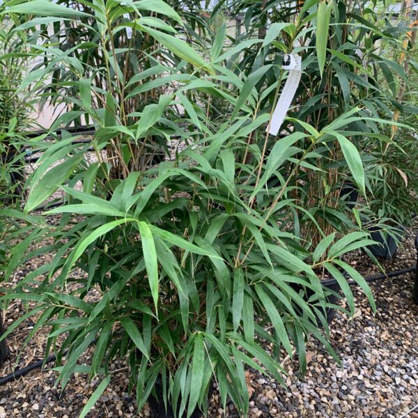 Bambusa pseudosasa 'JAPONICA'