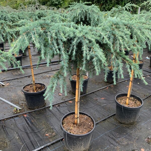 Cedrus deodara 'Feelin Blue' (Pritlikava himalajska cedra - NA STEBLU)
