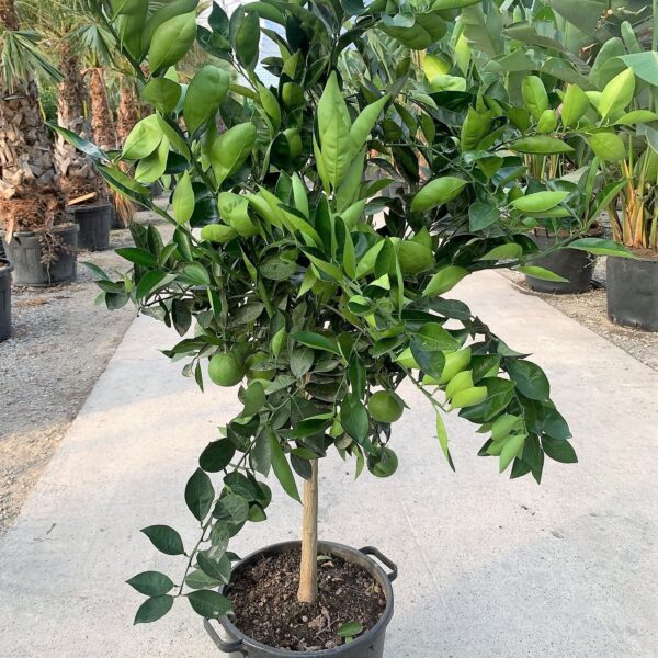 Citrus × SINENSIS