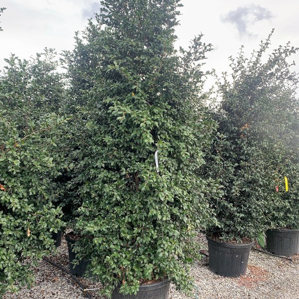 Camellia sasanqua 'Kanjiro' (Kamellija)