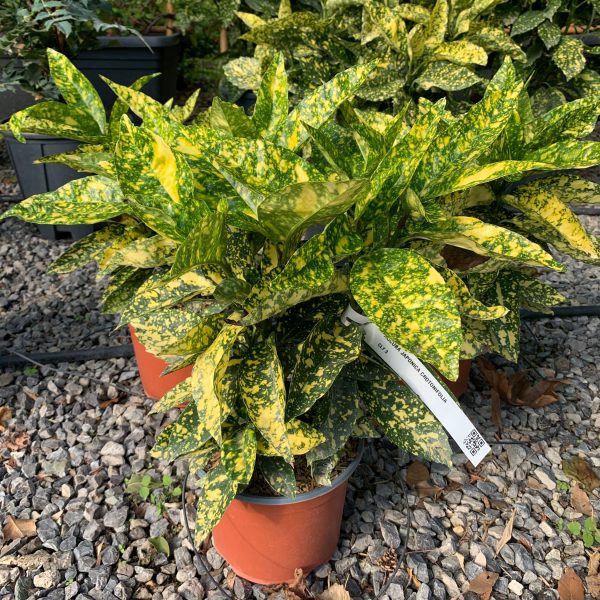 Aucuba japonica 'Crotonifolia'