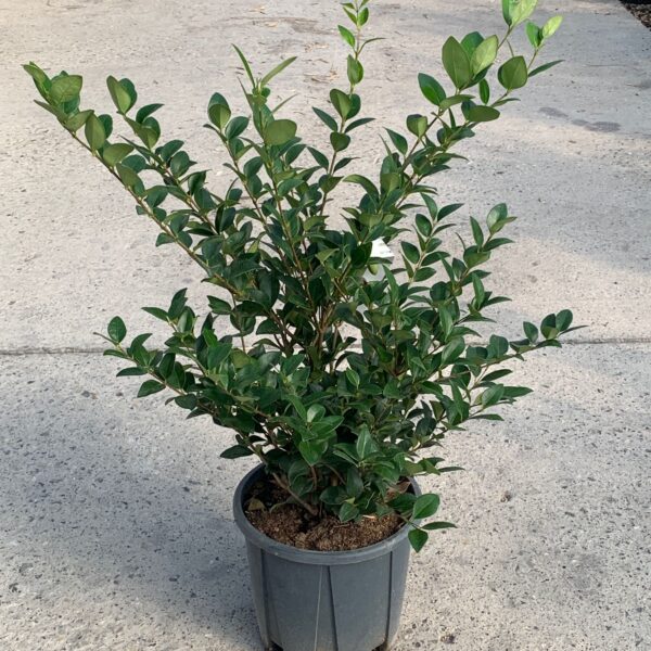 Ligustrum Texanum (Liguster Texanum)