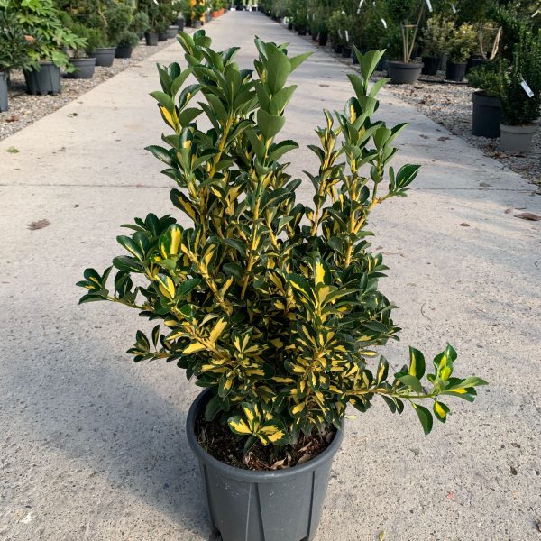 Euonymus japonicus 'Aurea' (Japonska trdoleska)