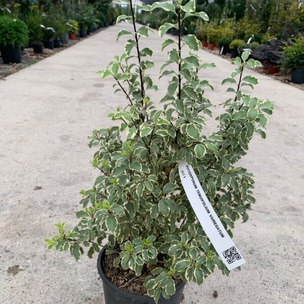 Pittosporum tenuifolium 'VARIEGATUM'